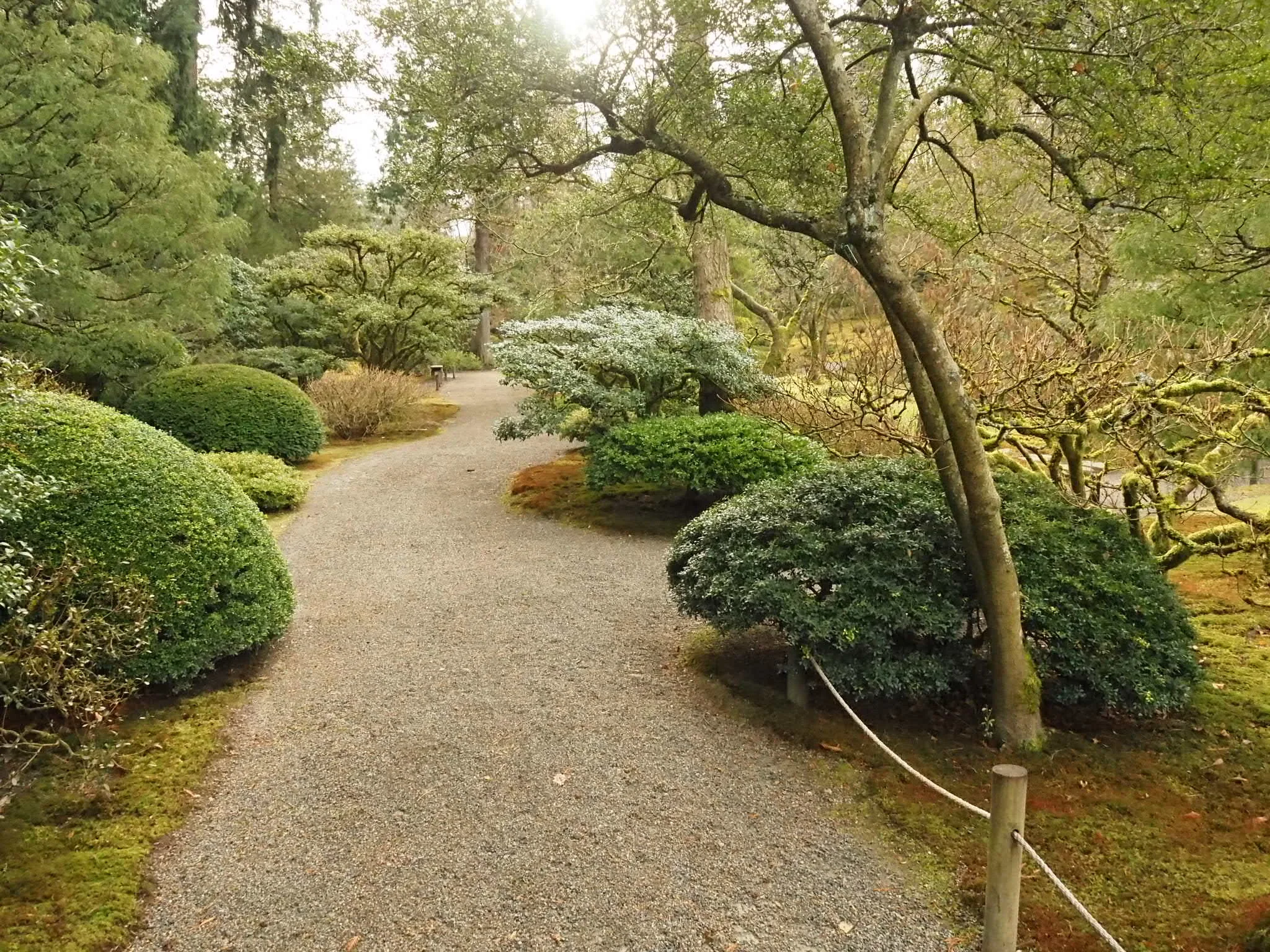 Japanese Holly: A Subtle Gem — Seattle Japanese Garden